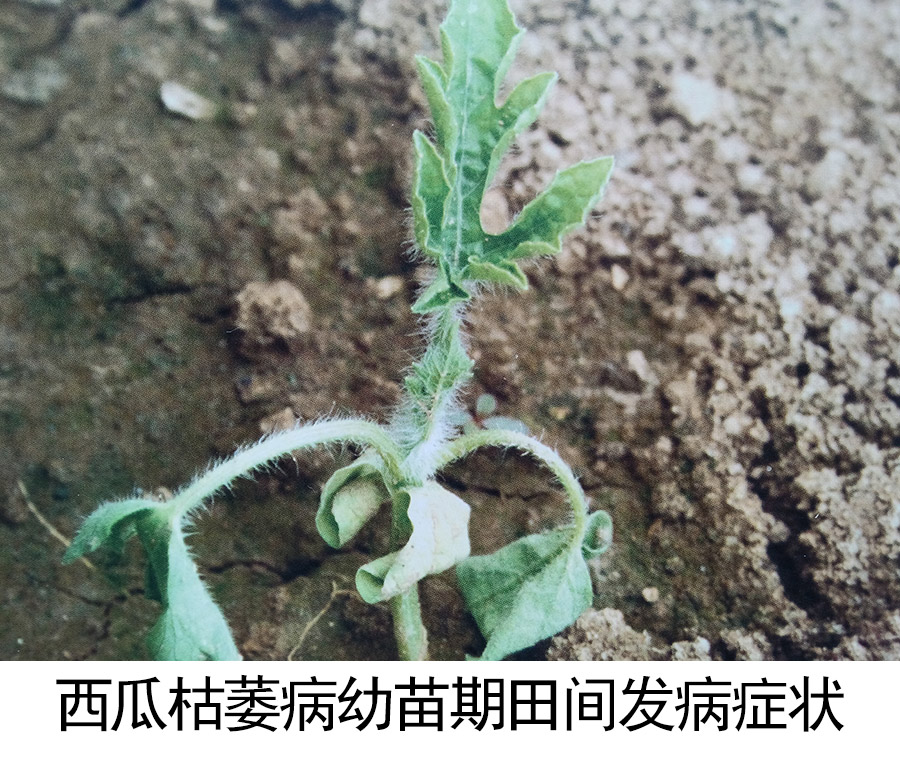 西瓜枯萎病
